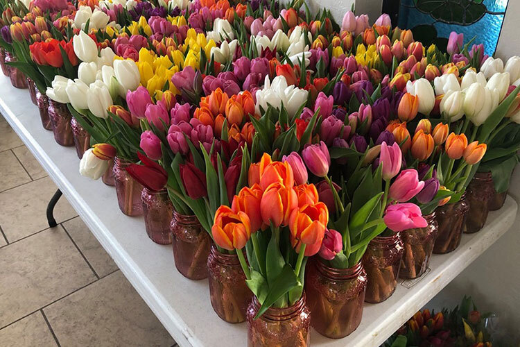 UMOM Tulip Sale/Donation Drive