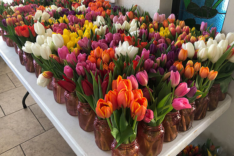 UMOM Tulip Sale/Donation Drive