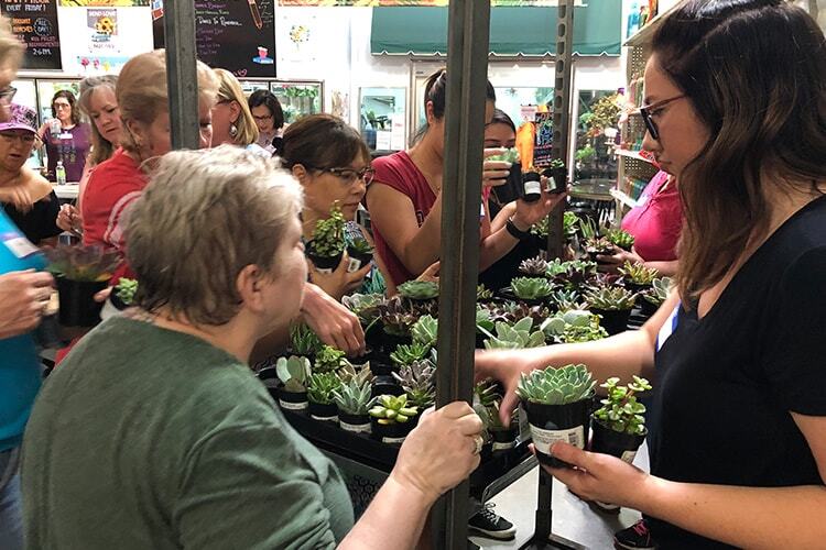 Succulent Dish Garden Design Class