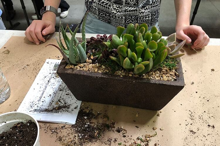 Succulent Dish Garden Design Class