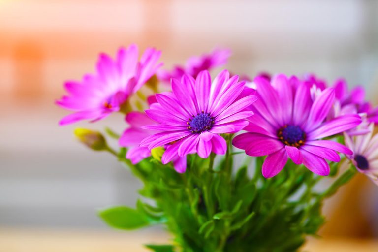 Vibrant, beautiful purple daisies.