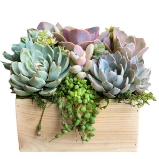 Assorted rosette succulents in a light wooden box with moss, featuring trailing string of pearls over the edge.