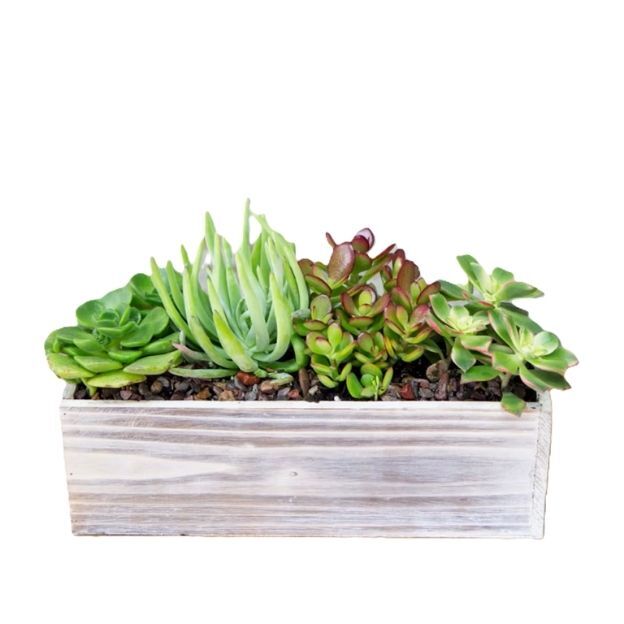 Assorted succulents in a rustic whitewashed wooden rectangular planter, set in pebbled soil.